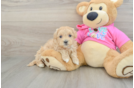Maltipoo Puppy for Adoption