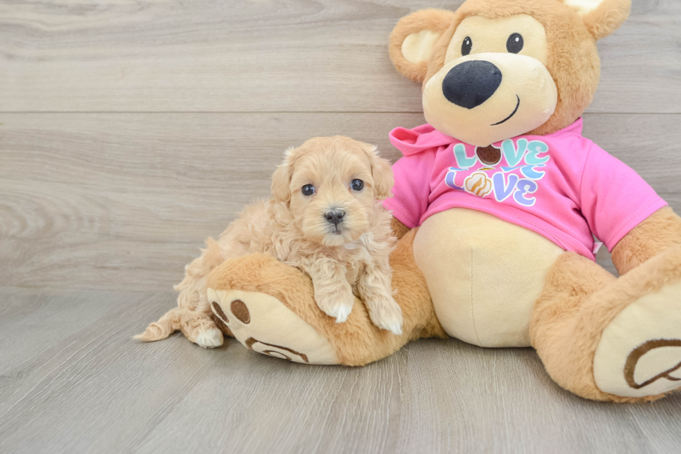 Maltipoo Puppy for Adoption