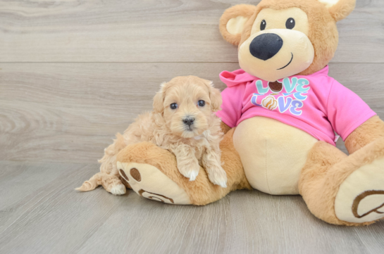 Maltipoo Puppy for Adoption
