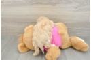 Maltipoo Pup Being Cute