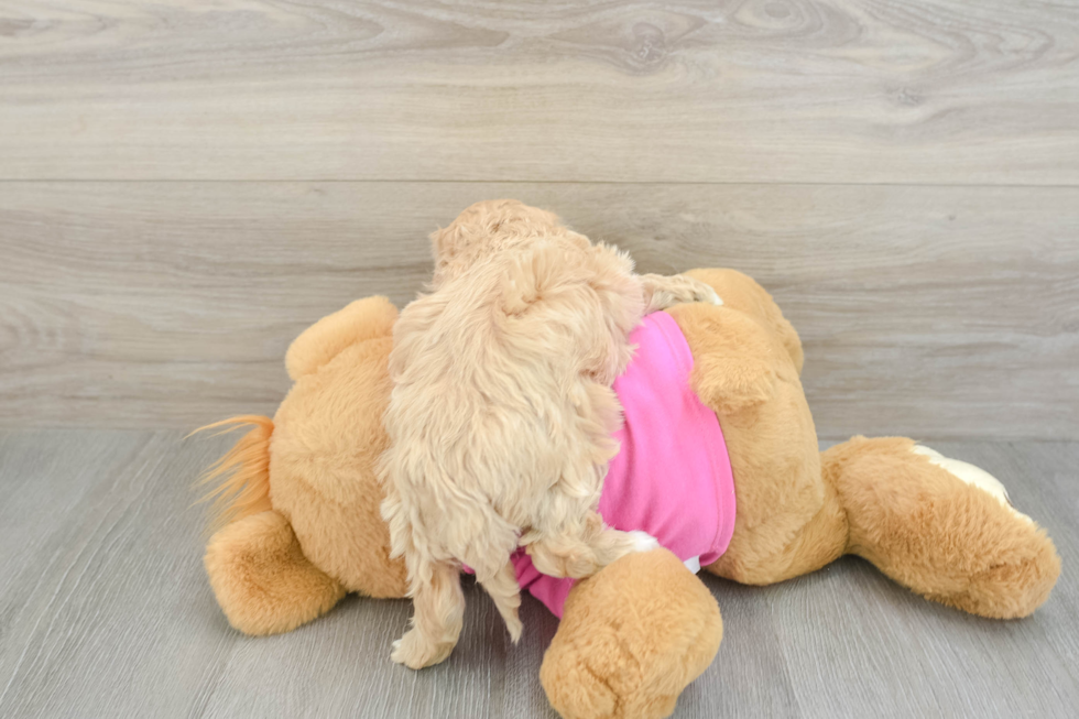 Maltipoo Pup Being Cute