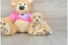 Best Maltipoo Baby
