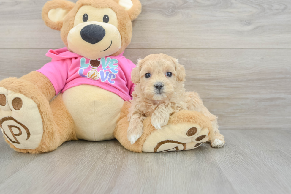 Best Maltipoo Baby