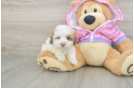 Best Maltipoo Baby
