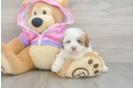 Friendly Maltipoo Baby
