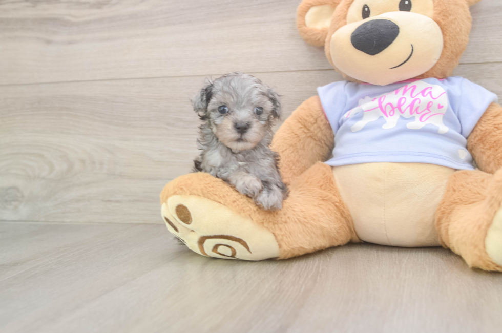 5 week old Maltipoo Puppy For Sale - Premier Pups