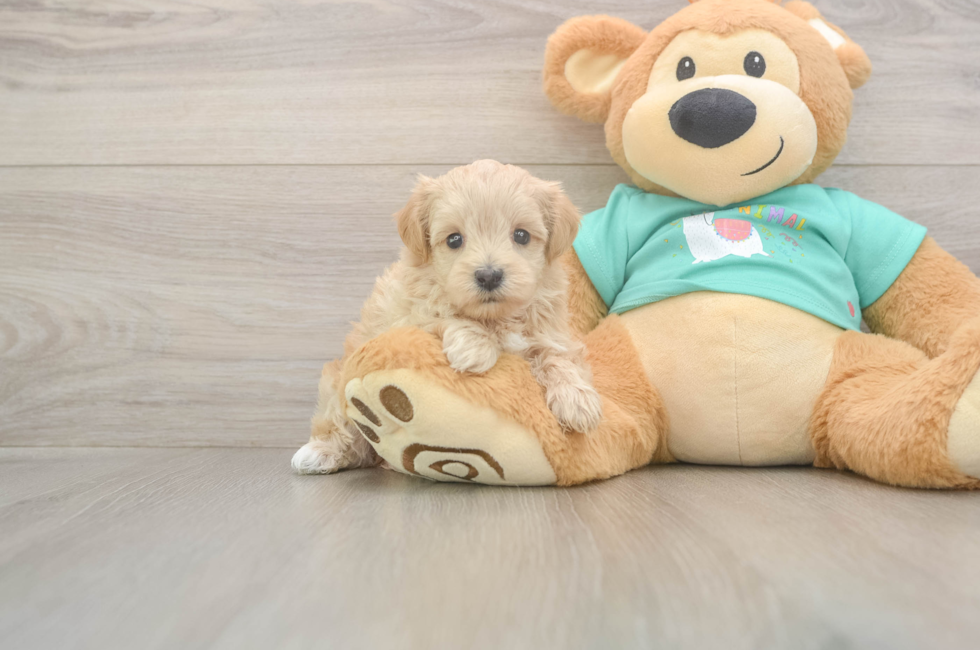 5 week old Maltipoo Puppy For Sale - Premier Pups