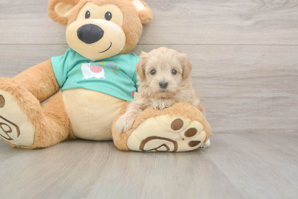 Energetic Maltese Poodle Poodle Mix Puppy