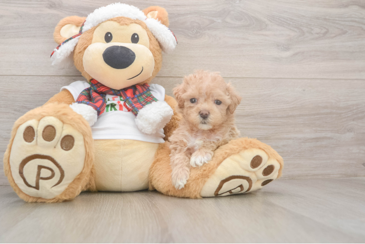 Maltipoo Puppy for Adoption