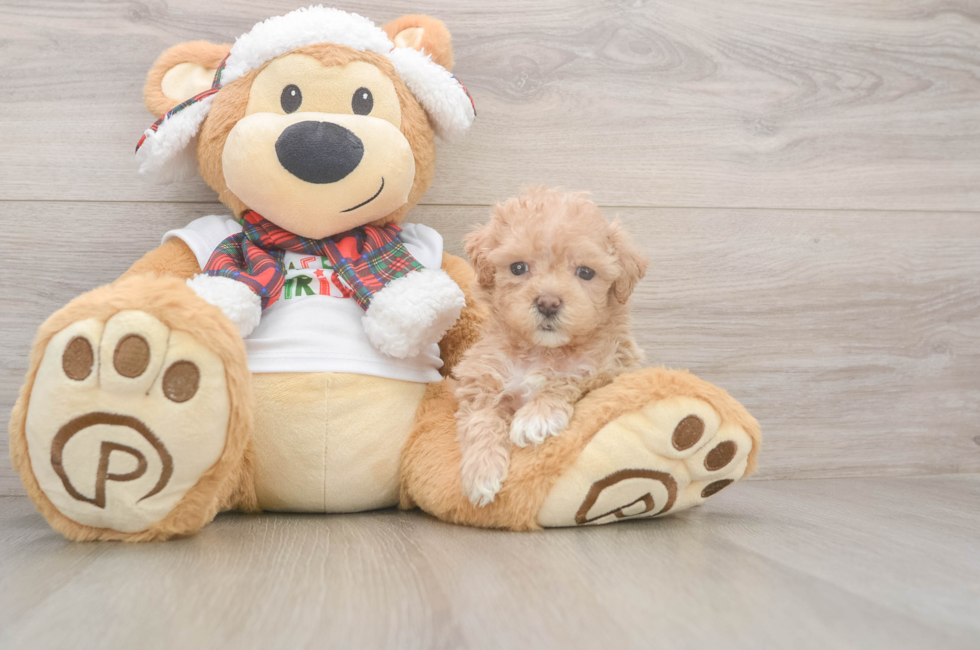 5 week old Maltipoo Puppy For Sale - Premier Pups