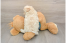 Best Maltipoo Baby