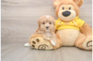 Maltipoo Puppy for Adoption