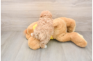 Small Maltipoo Baby