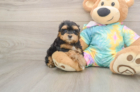 Maltipoo Puppy for Adoption