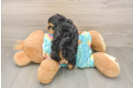 Hypoallergenic Moodle Poodle Mix Puppy