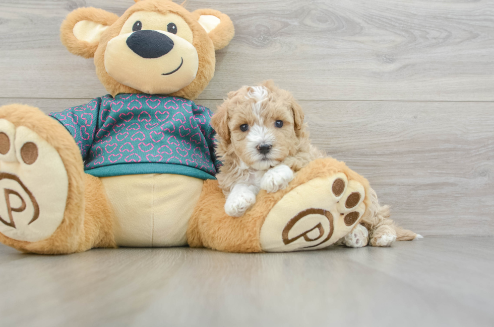 5 week old Maltipoo Puppy For Sale - Premier Pups