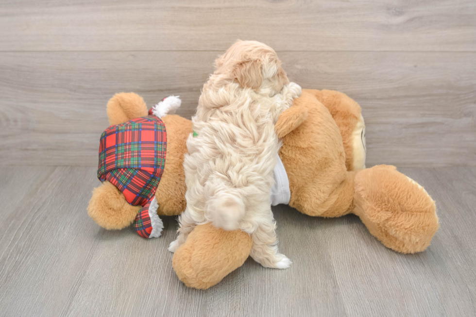 Maltipoo Pup Being Cute