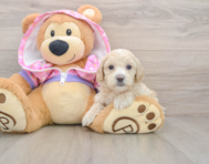 9 week old Maltipoo Puppy For Sale - Premier Pups