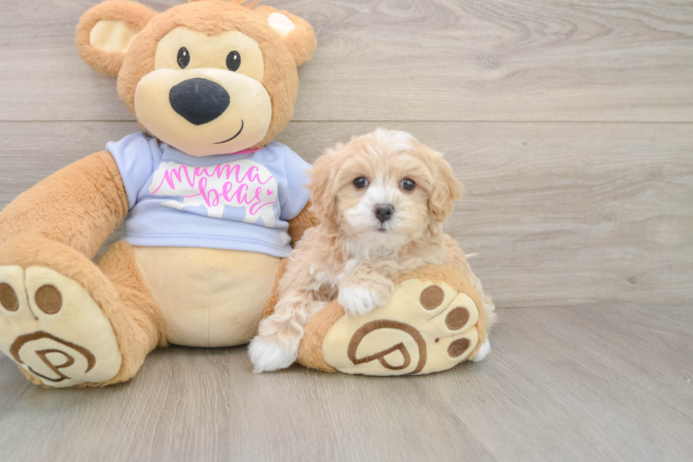 Maltipoo Puppy for Adoption