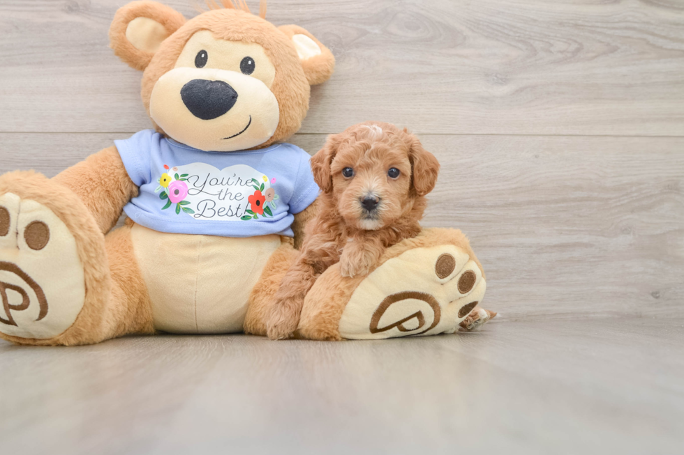 Maltipoo Pup Being Cute