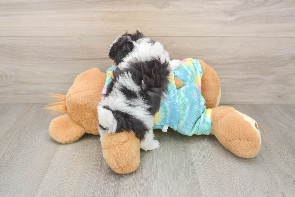 Maltipoo Pup Being Cute