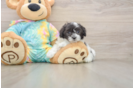 Smart Maltipoo Poodle Mix Pup