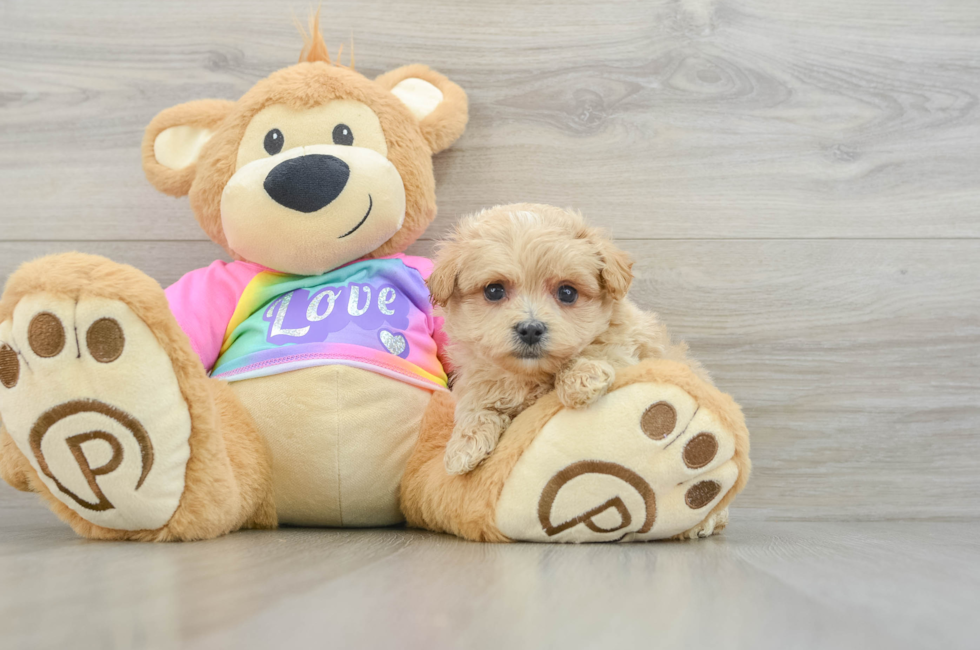 7 week old Maltipoo Puppy For Sale - Premier Pups