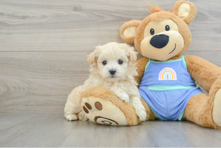 Happy Maltipoo Baby