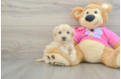 Maltipoo Puppy for Adoption