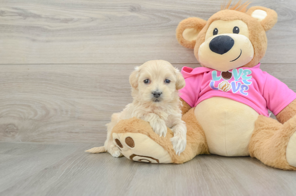 5 week old Maltipoo Puppy For Sale - Premier Pups