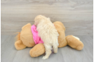 Maltipoo Puppy for Adoption