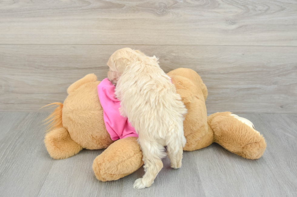 Maltipoo Puppy for Adoption