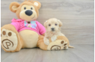 Friendly Maltipoo Baby