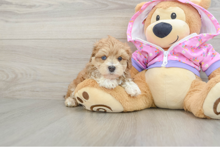 Maltipoo Puppy for Adoption