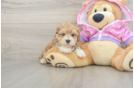 Maltipoo Puppy for Adoption