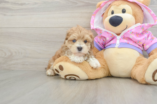 Maltipoo Puppy for Adoption