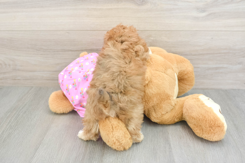 Meet Wonton - our Maltipoo Puppy Photo 2/3 - Premier Pups