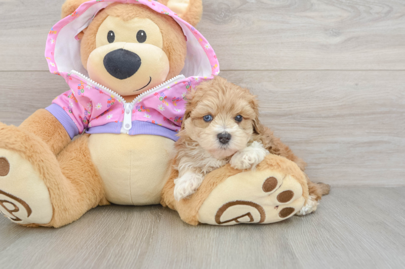 Meet Wonton - our Maltipoo Puppy Photo 3/3 - Premier Pups