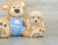 8 week old Maltipoo Puppy For Sale - Premier Pups