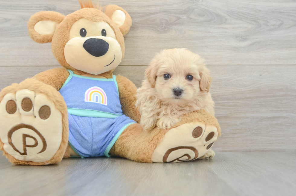 6 week old Maltipoo Puppy For Sale - Premier Pups