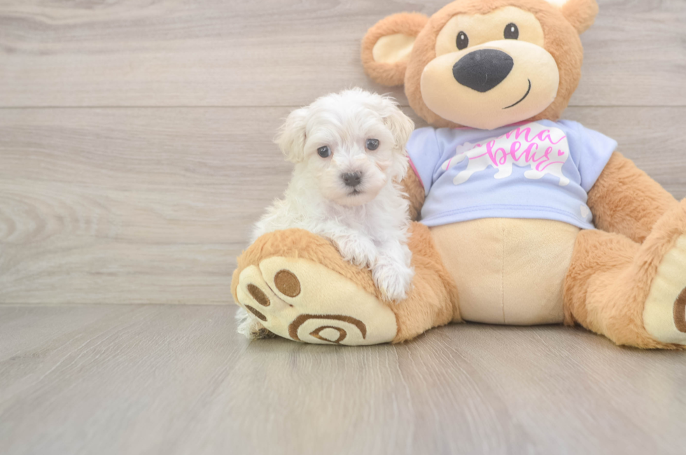 5 week old Maltipoo Puppy For Sale - Premier Pups