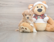 7 week old Maltipoo Puppy For Sale - Premier Pups