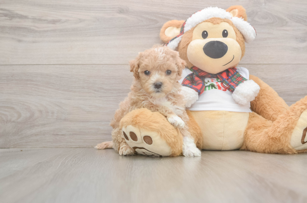 5 week old Maltipoo Puppy For Sale - Premier Pups
