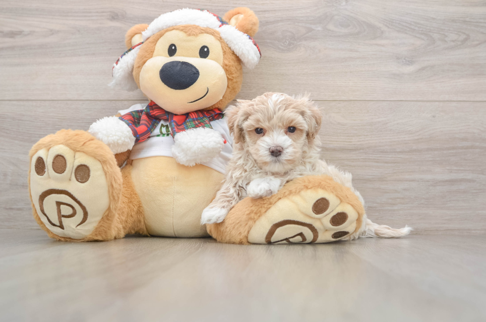 5 week old Maltipoo Puppy For Sale - Premier Pups