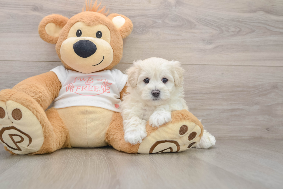 Best Maltipoo Baby