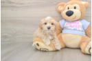 Maltipoo Pup Being Cute