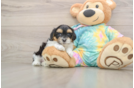 Little Malt a Poo Poodle Mix Puppy