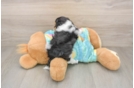 Maltipoo Pup Being Cute
