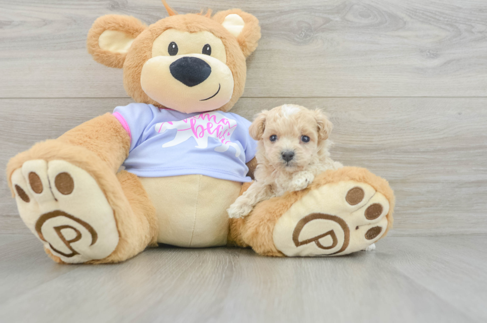 6 week old Maltipoo Puppy For Sale - Premier Pups