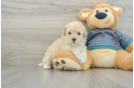 Playful Maltepoo Poodle Mix Puppy